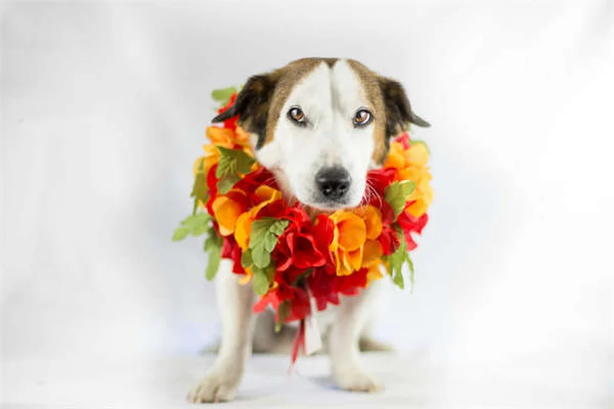 Adopter un animal à besoins spéciaux : le guide complet pour un foyer adapté