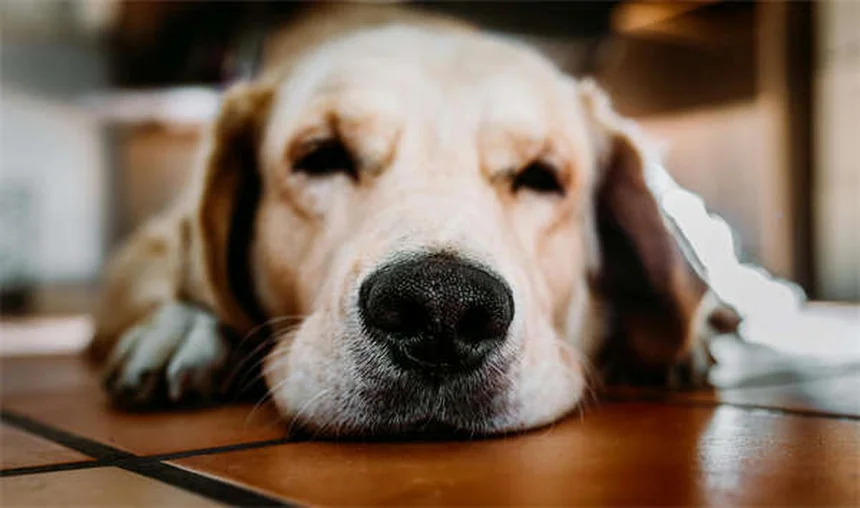 Éternuement inversé chez le chien : 5 solutions pour le calmer rapidement