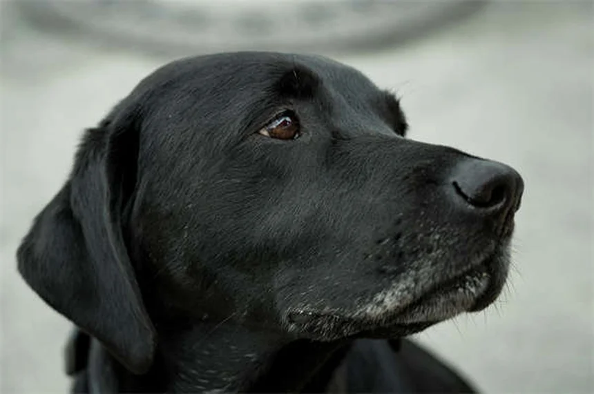 Marbofloxacine : l'antibiotique vétérinaire efficace pour chiens et chats