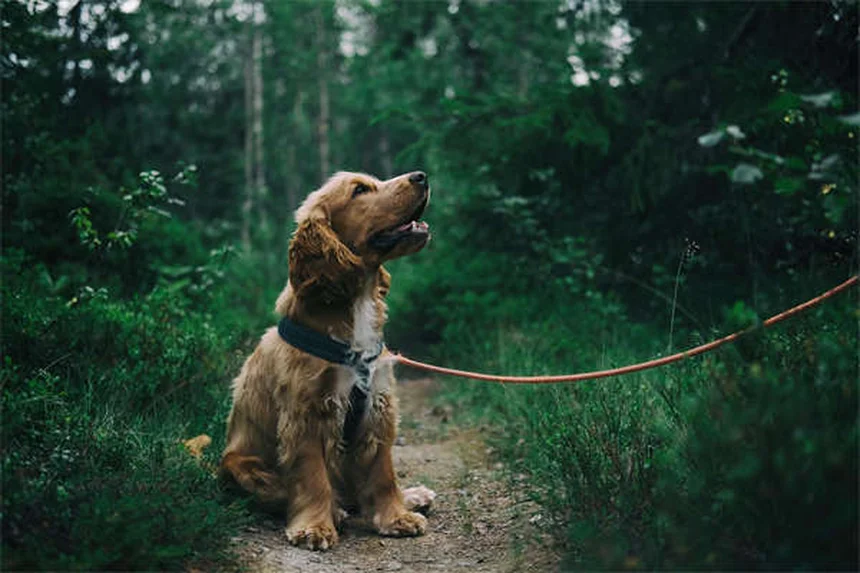 Marbofloxacine : l'antibiotique vétérinaire efficace pour chiens et chats