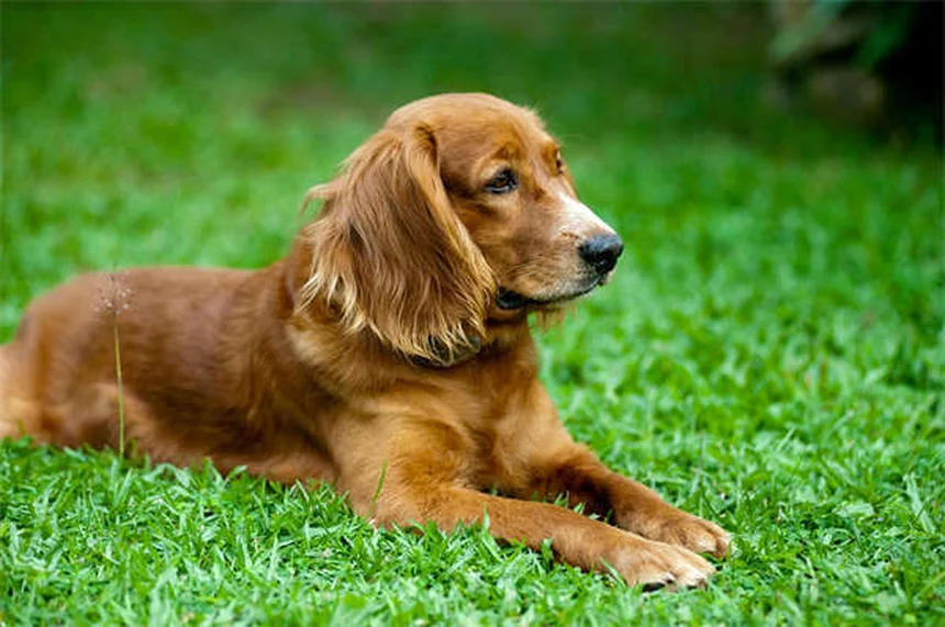 Mon chien est-il en colère contre moi ? Décryptage des émotions canines