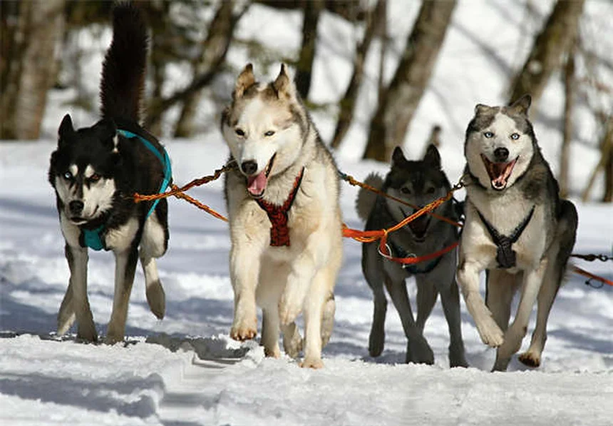 Mon chien est-il en colère contre moi ? Décryptage des émotions canines