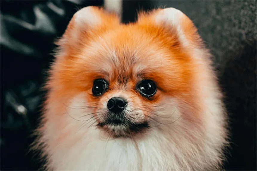 Mon chien est-il en colère contre moi ? Décryptage des émotions canines