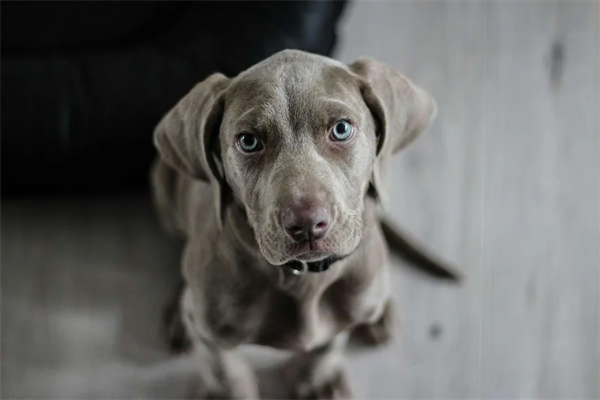 Mon chien est-il en colère contre moi ? Décryptage des émotions canines