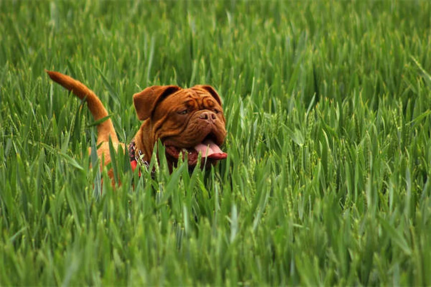 Randonnée avec son chien : 10 conseils indispensables pour une balade réussie