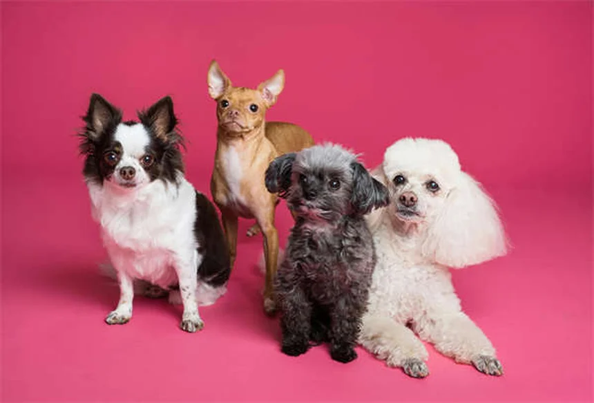 Randonnée avec son chien : 10 conseils indispensables pour une balade réussie