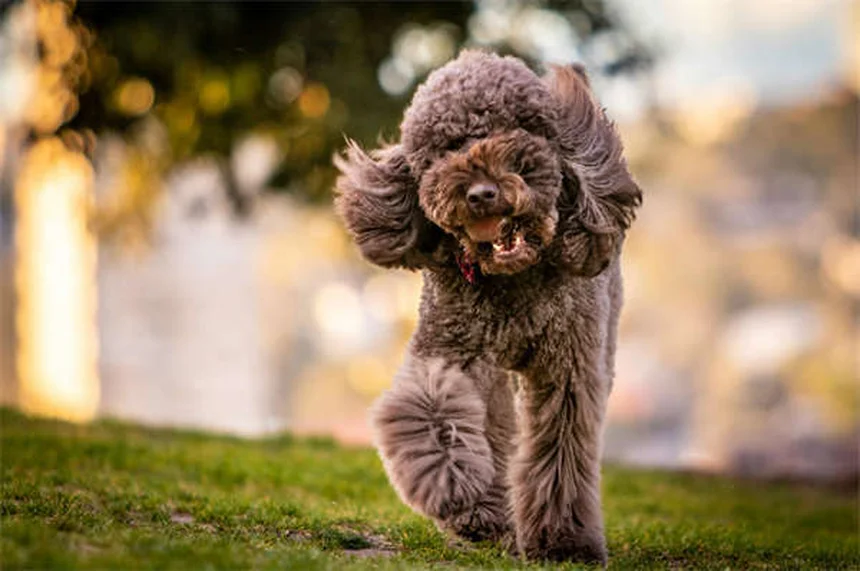 Oxazepam pour chiens : Ce qu'il faut savoir avant utilisation