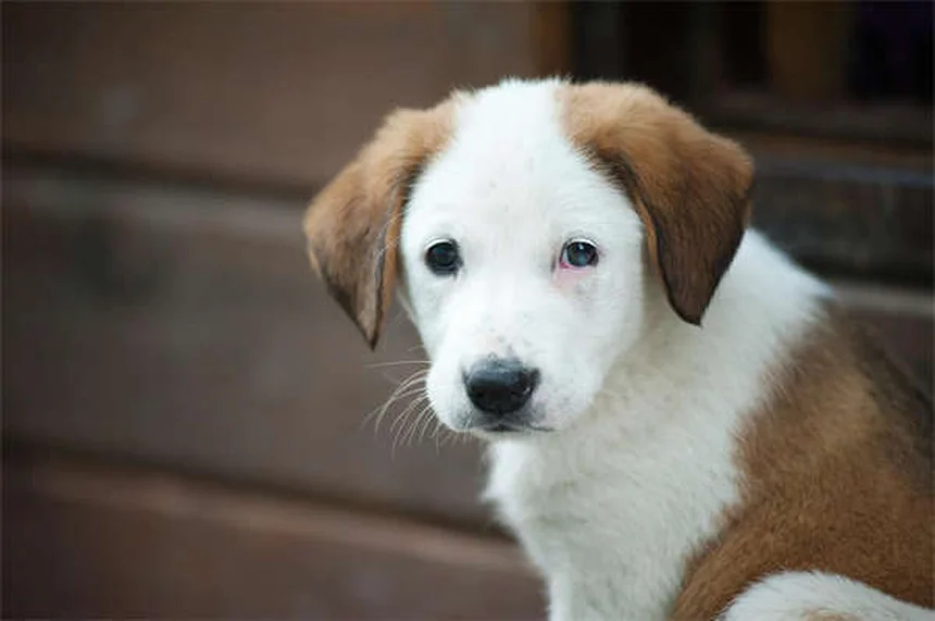 Oxazepam pour chiens : Ce qu'il faut savoir avant utilisation