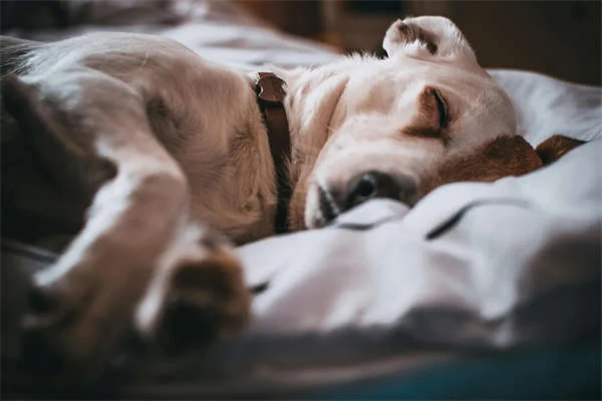 Pourquoi mon chien tremble ? 10 raisons expliquées par un vétérinaire