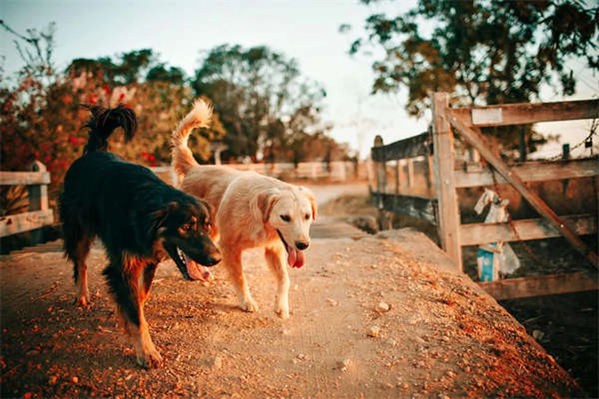 5 signes de troubles neurologiques chez le chien à ne jamais ignorer