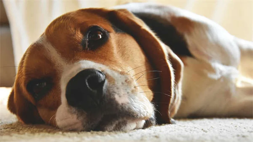 Respiration lourde chez le chien : quand faut-il s'inquiéter ?