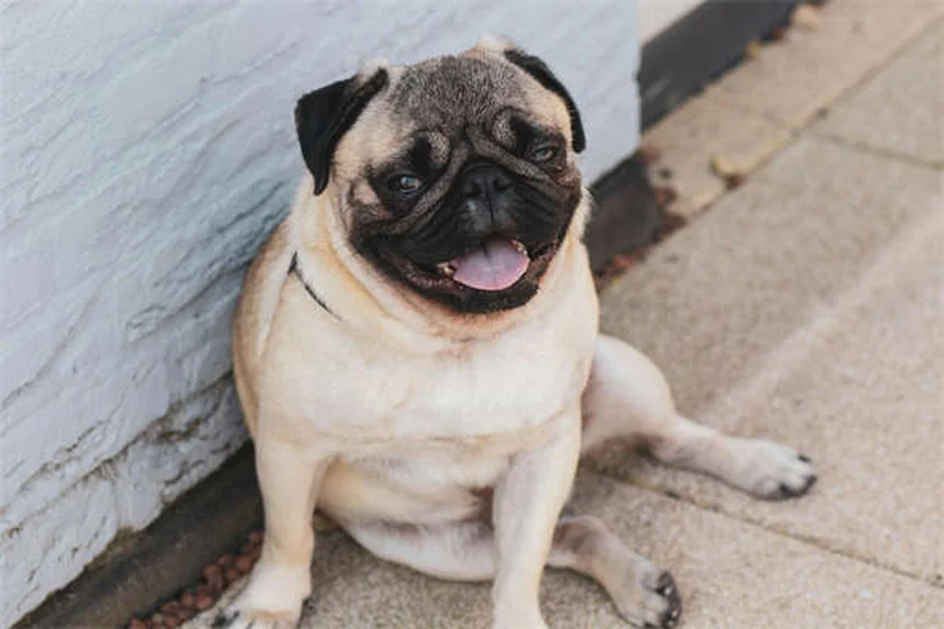 Respiration lourde chez le chien : quand faut-il s'inquiéter ?