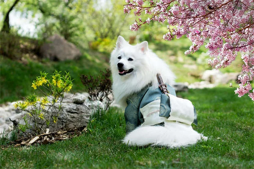 Combien de nourriture donner à mon chien ? Guide complet 2024