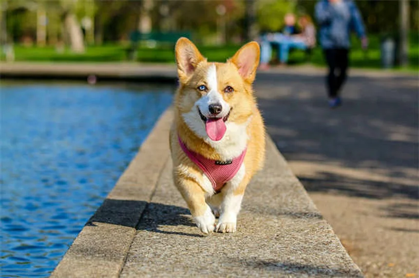 Les chiens rient-ils vraiment ? Découvrez la vérité sur le rire canin !