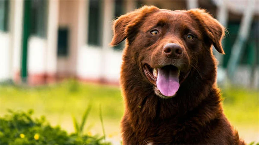 Les chiens rient-ils vraiment ? Découvrez la vérité sur le rire canin !