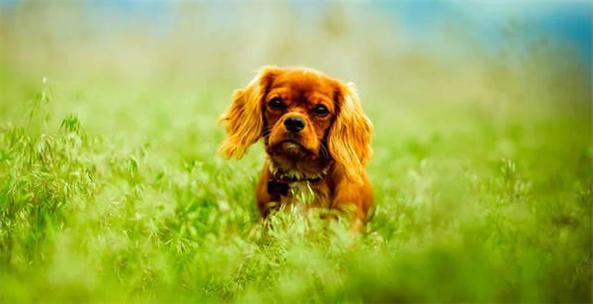 Mon chien a mangé un objet dangereux : quand et comment le faire vomir ?