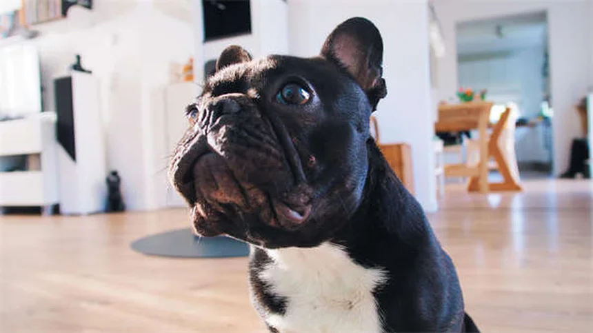 5 faits surprenants sur les puces de chat à connaître absolument