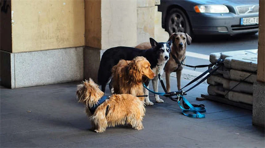 7 parasites et maladies de l'eau qui peuvent infecter votre chien