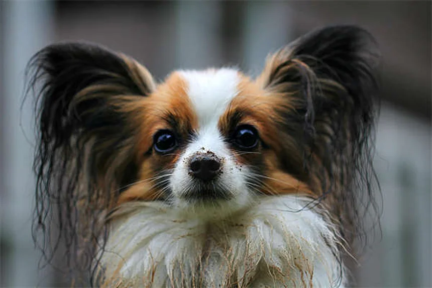 Races de chiens géants : Santé, Alimentation et Soins Essentiels