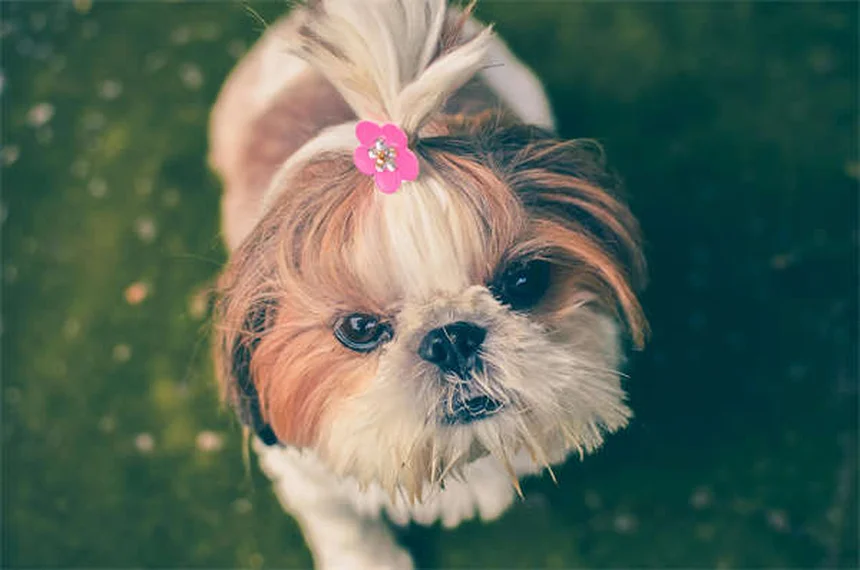 Les chiens ressemblent-ils vraiment à leurs maîtres ? La science répond