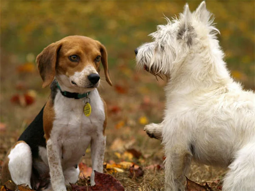 Les chiens ressemblent-ils vraiment à leurs maîtres ? La science répond