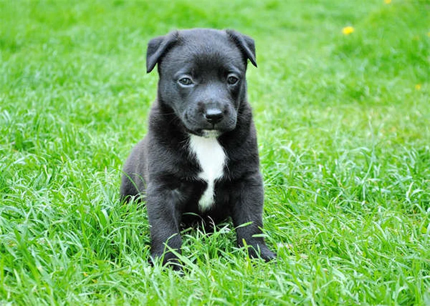 Plantes d'intérieur sans danger pour votre chien : notre sélection