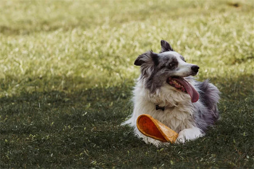 Plantes d'intérieur sans danger pour votre chien : notre sélection