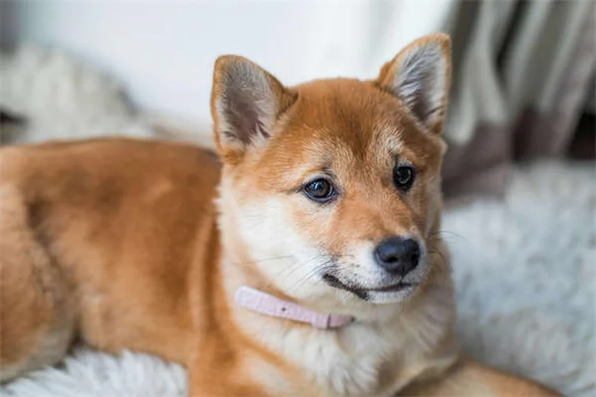 Plantes d'intérieur sans danger pour votre chien : notre sélection