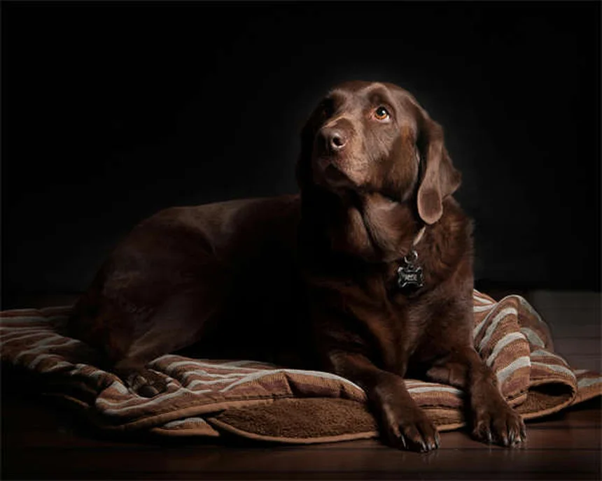 Perdre du poids avec son chien : 5 astuces efficaces pour vous deux