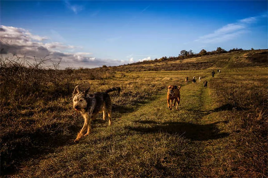 Perdre du poids avec son chien : 5 astuces efficaces pour vous deux