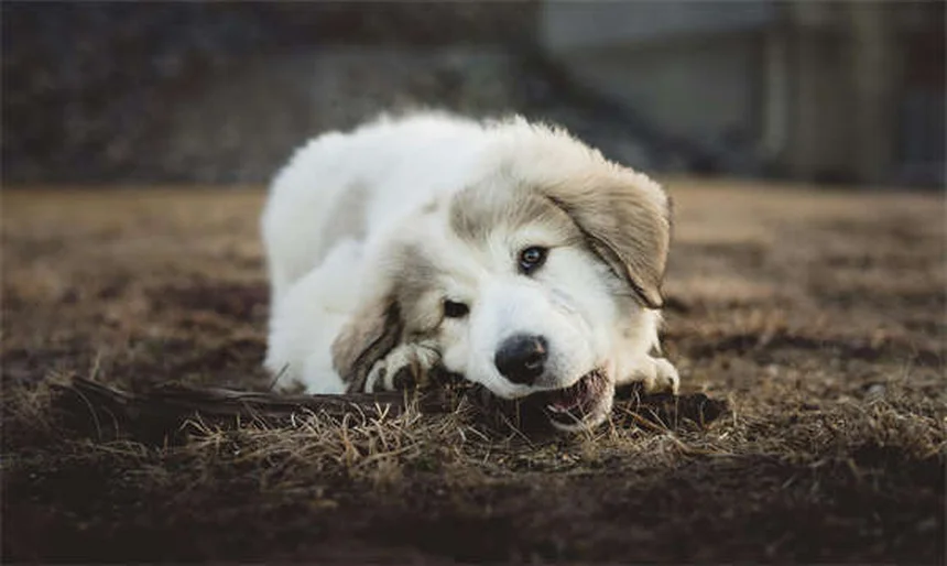 Perdre du poids avec son chien : 5 astuces efficaces pour vous deux