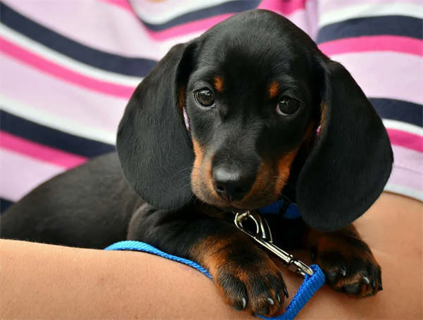 Poudre à canon et chiens : 5 dangers mortels à connaître absolument