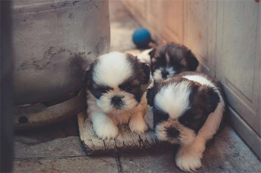 Poudre à canon et chiens : 5 dangers mortels à connaître absolument