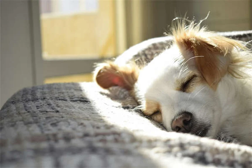 Poudre à canon et chiens : 5 dangers mortels à connaître absolument