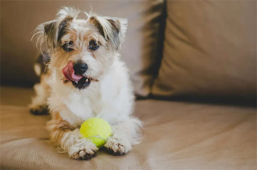 Produits ménagers toxiques pour animaux : 6 dangers à connaître absolument